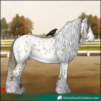 Horse Color:White Spotted Red Dun Appaloosa 