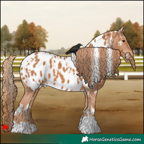 Horse Color:White Spotted Chestnut Appaloosa 