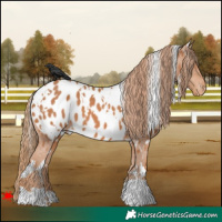 Horse Color:White Spotted Chestnut Appaloosa 