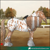 Horse Color:White Spotted Chestnut Appaloosa 