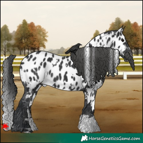 Horse Color:White Spotted Black Appaloosa 