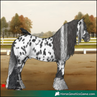 Horse Color:White Spotted Black Appaloosa