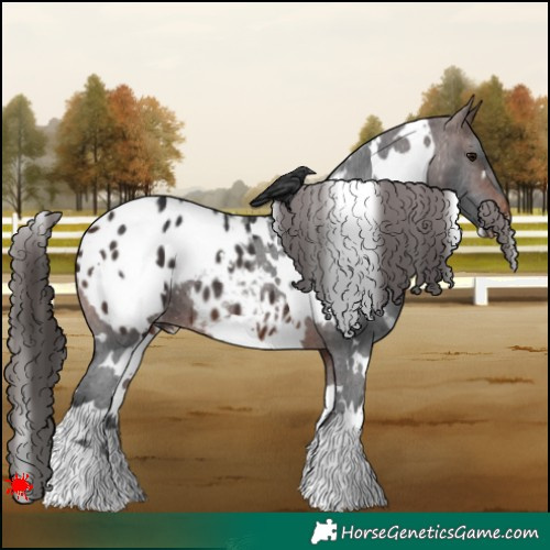 Horse Color:White Spotted Brown Appaloosa 