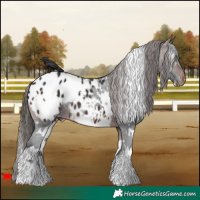 Horse Color:White Spotted Brown Appaloosa 