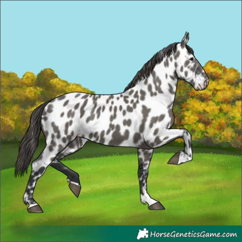 Horse Color:Grullo Near Leopard 