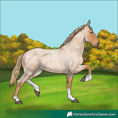 Horse Color:Red Roan Tobiano 