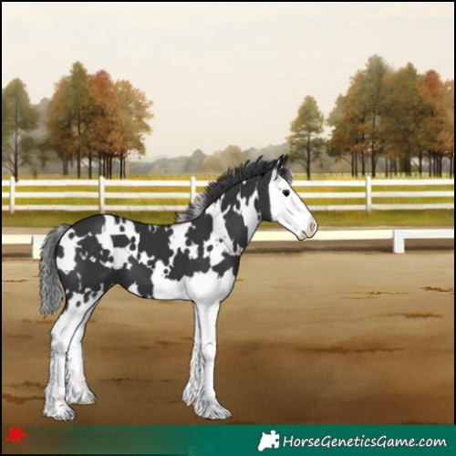 Horse Color:White Spotted Black Splash Varnish