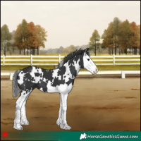 Horse Color:White Spotted Black Splash Varnish 