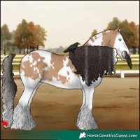 Horse Color:White Spotted Bay Dun Splash