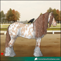 Horse Color:Red Dun Appaloosa