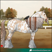 Horse Color:Red Dun Appaloosa