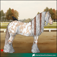 Horse Color:Red Dun Appaloosa 