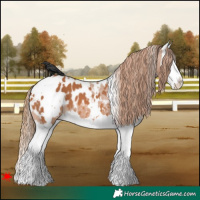Horse Color:White Spotted Chestnut Splash Appaloosa 