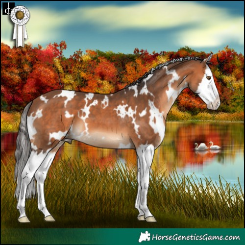 Horse Color:White Spotted Bay Splash 
