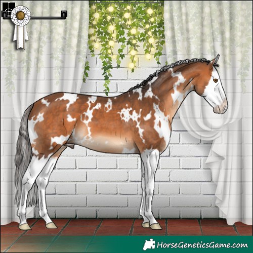 Horse Color:White Spotted Bay Splash 