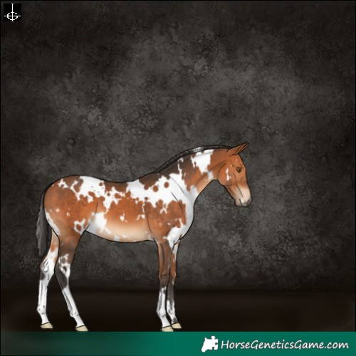 Horse Color:White Spotted Bay 