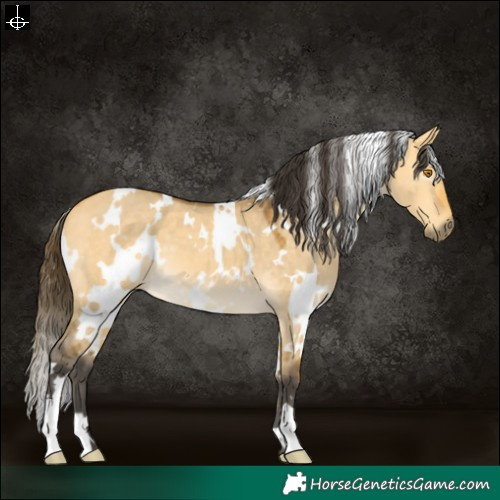 Horse Color:White Spotted Buckskin Dun 