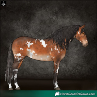 Horse Color:White Spotted Bay 