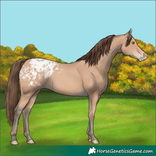 Horse Color:Amber Champagne Appaloosa 