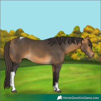 Horse Color:Buckskin Tobiano 