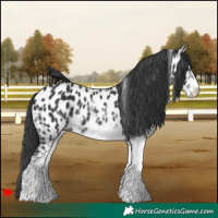 Horse Color:White Spotted Black Appaloosa