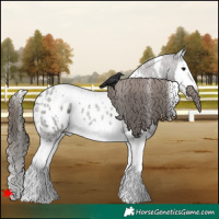 Horse Color:White Spotted Grullo Roan Splash Near Leopard 