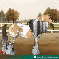 Horse Color:White Spotted Buckskin