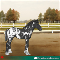 Horse Color:White Spotted Black Appaloosa