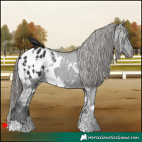 Horse Color:White Spotted Black Blanket 