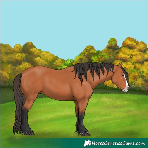 Horse Color:Bay Splash 