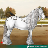 Horse Color:White Spotted Grullo Frame Appaloosa