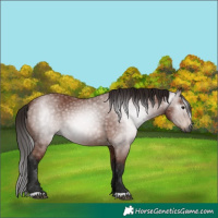 Horse Color:Gray Bay 