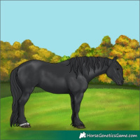 Horse Color:Black 