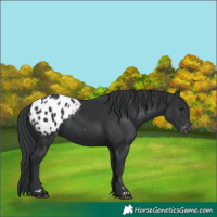 Horse Color:Black Appaloosa 