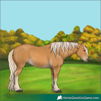 Horse Color:Palomino 