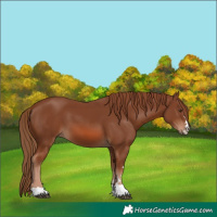 Horse Color:Chestnut 