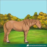 Horse Color:Chestnut 