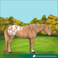 Horse Color:Chestnut Appaloosa