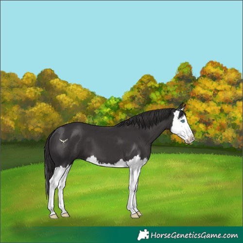 Horse Color:Smoky Black Splash 