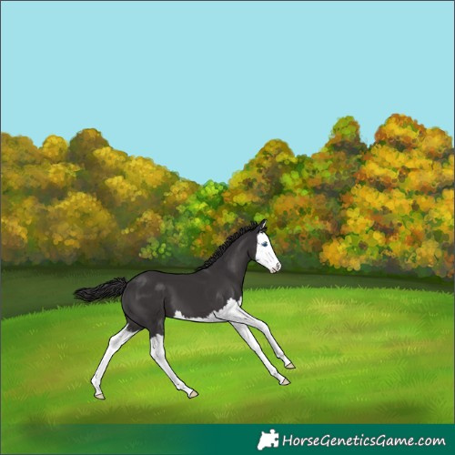 Horse Color:Smoky Black Splash 