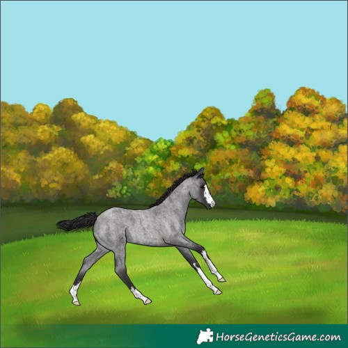Horse Color:Smoky Blue Roan 