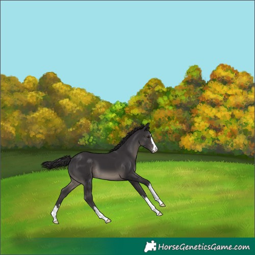 Horse Color:Smoky Black 