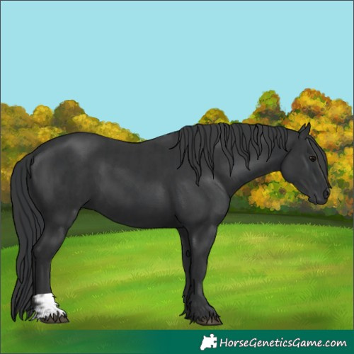 Horse Color:Black  and Black 