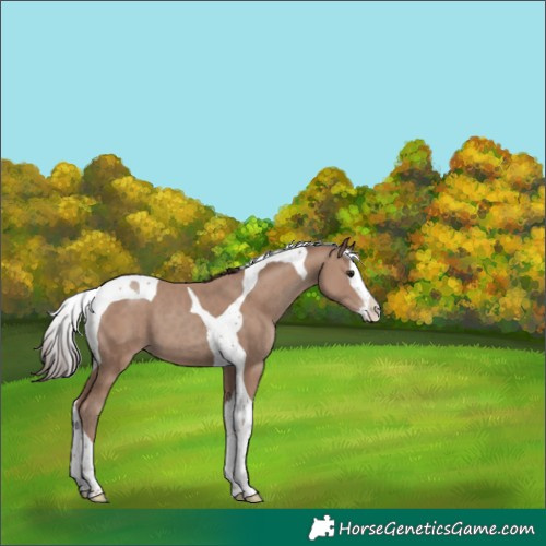 Horse Color:Classic Champagne Splash Tobiano 