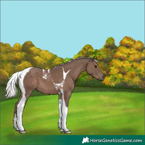 Horse Color:Silver Black Tobiano 