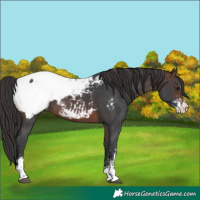 Horse Color:Brown Sabino Snowcap 
