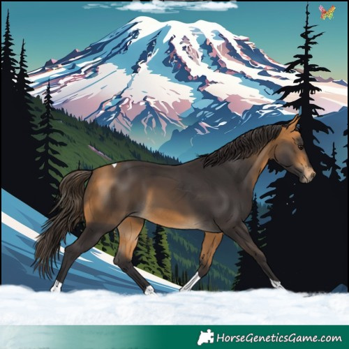Horse Color:Buckskin Tobiano 