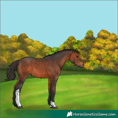 Horse Color:Brown Tobiano 