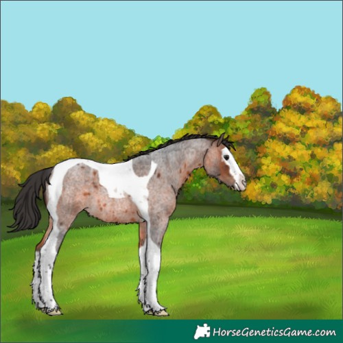 Horse Color:Brown Roan Splash Tobiano 
