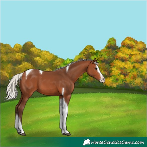 Horse Color:Silver Brown Splash Tobiano 